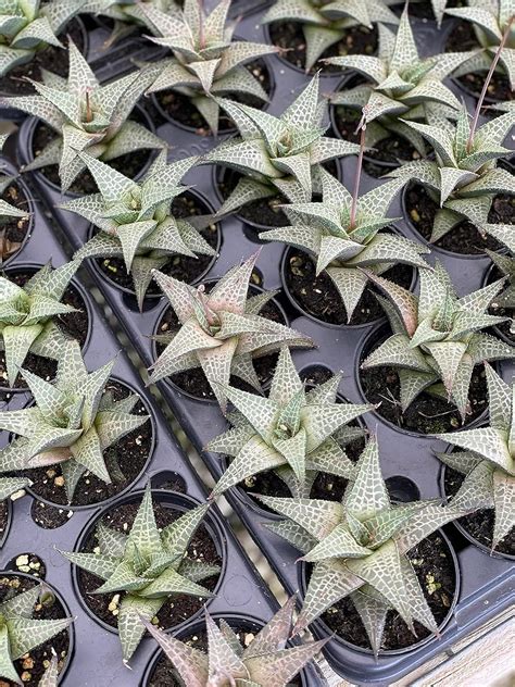 Buy Haworthia venosa / Haworthiopsis Tessellata / Venstertjie ...