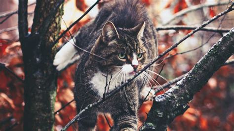 Wallpaper cat, branches, climb, curiosity, walk hd, picture, image
