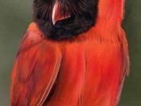 59 Raptors ideas | beautiful birds, pet birds, animals wild