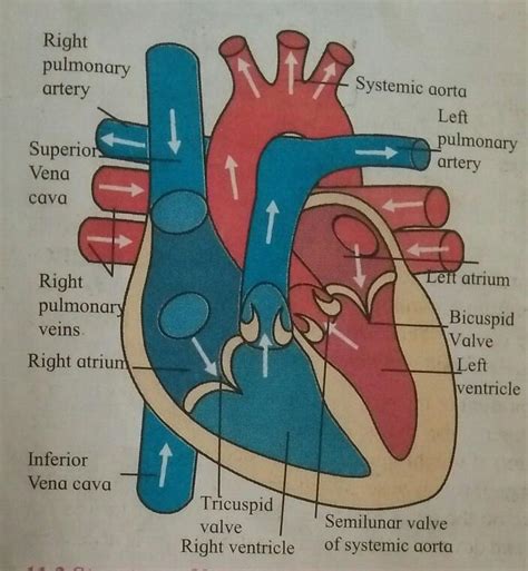 explain the external and internal structure of heart with neat labelled ...