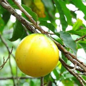 No: 1 Tropical Fruit Plant Nursery in Asia | Homegrown Biotech