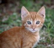 Animals Name In English-Hindi (जानवरों के नाम) With Picture