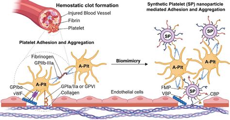 Scientists Create Powdered Synthetic Platelets That Could Help Stop ...