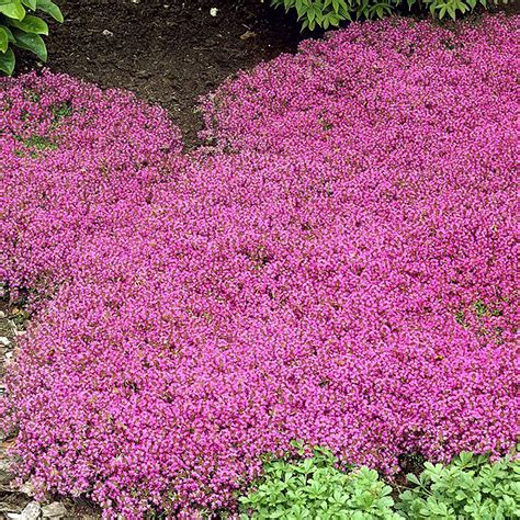 YEGAOL Garden 500Pcs PresNok Creeping Thyme Seeds Thymus Praecox Seeds ...