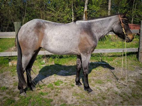 Roan Horse Color Profile - Complete With Pictures