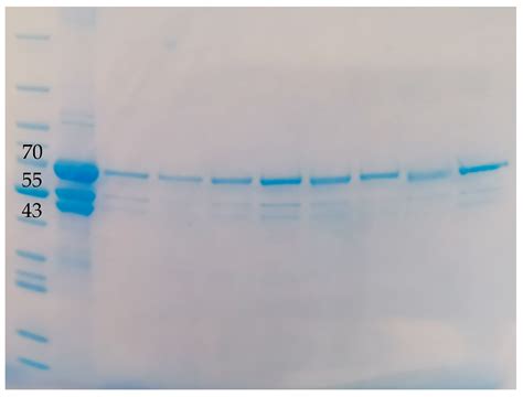 Emulsion-Based Encapsulation of Fibrinogen with Calcium Carbonate for ...