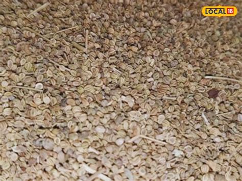 Benefits of amjod plant for tooth pain how to get rid of stomach ...