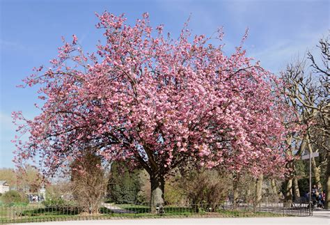 Mountain Cherry Tree: Discover the Enchanting Beauty and Benefits of T ...