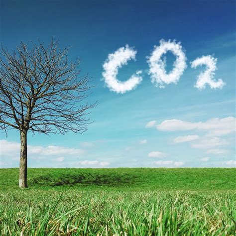 Do Aquatic Plants Produce Carbon Dioxide at Matthew Calzada blog