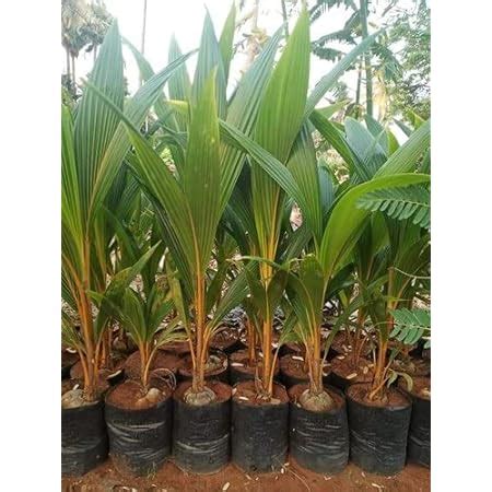Mphmi Live Nurseryoutdoors Nariyal, Coconut Tree (Golden, Hybrid ...