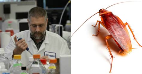 Scientists Discover Dead Cockroaches Make Excellent Magnets Than Alive ...