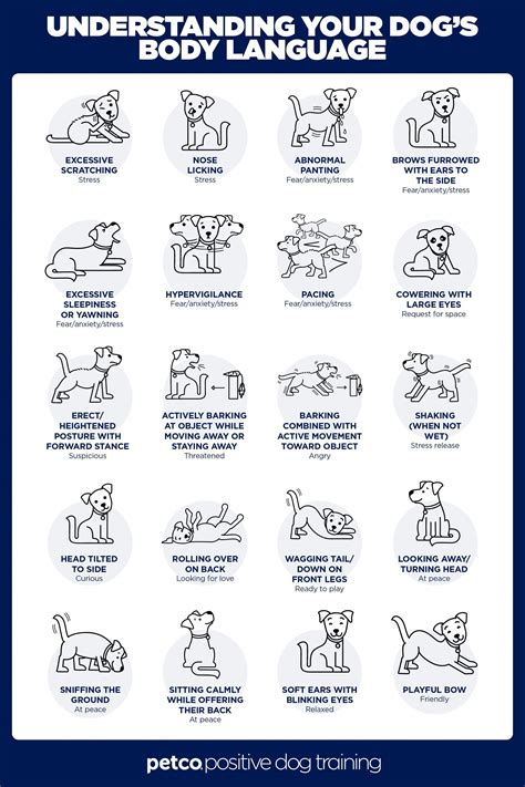 Dog sleeping positions meanings chart 10 positions explained – Artofit