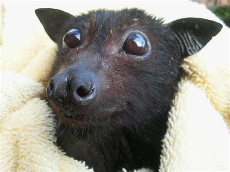 Cute Bat