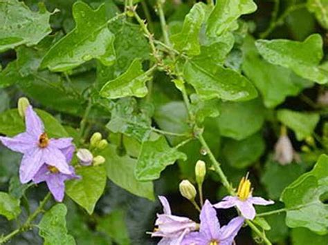 தூதுவளையின் மருத்துவ பயன்கள்