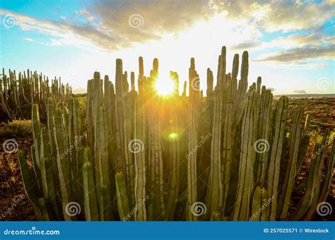 Landscape of Mexican Giant Cactus Plants in a Desert at Sunset in ...
