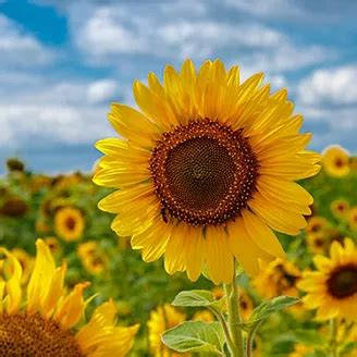 Issue no. 106 | May 2025