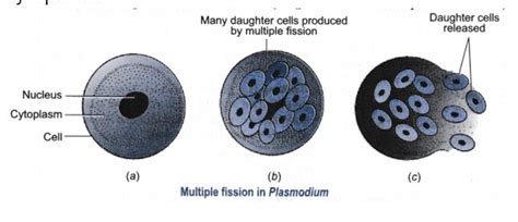 5. Illustrate the following with the help of suitable diagrams:Multiple ...