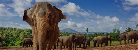 Sri Lanka Tour Packages from India: Beach, Hill, Cultural Tours