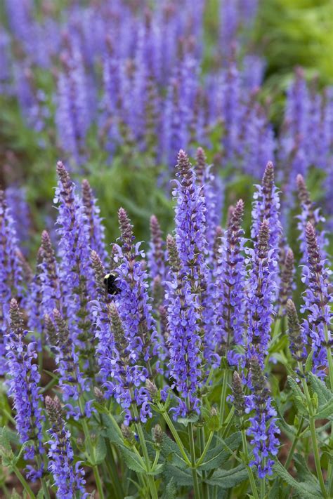 Blue Hill Meadow Sage - Monrovia - Blue Hill Meadow Sage | Salvia ...