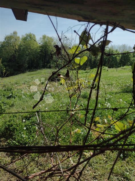 Klet u vikend naselju, voćnjak, kuća, površina 35m2
