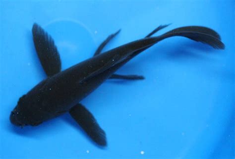 3 Inch Black Butterfly Koi Fish For Pond Tank Or Aquarium | Desertcart ...