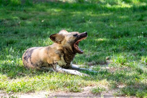 Painted Dog Talk at the Zoo, 500 S Greenlawn Ave, South Bend, IN ...