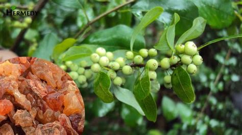 जौ के फायदे और नुकसान