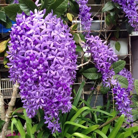 Buy Petrea Volubilis Plant - Sandpaper vine flower Plant online at best ...
