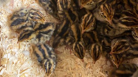 Breeding Coturnix Quail | Hatching Time Blog