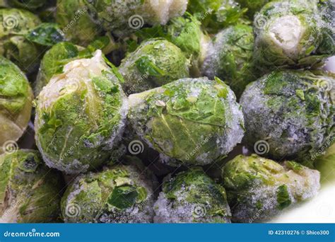 Brussels sprouts cabbage stock photo. Image of green - 42310276