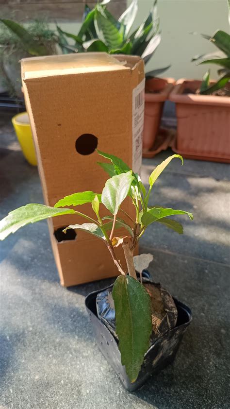 Gim Jack Galaxy Live Hibiscus Gudhal Flower Plant Garden Live Plant ...