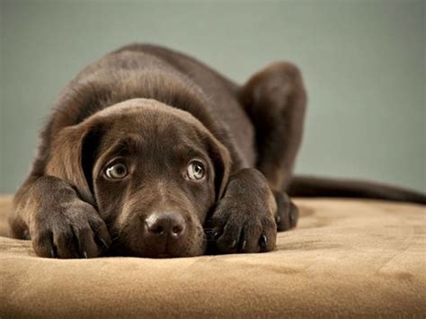 Guía para entender el lenguaje de tu perro (y el de otros) - La Tercera