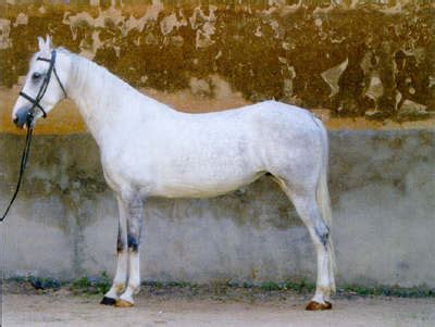 INDIAN HORSE SOCIETY OF INDIA