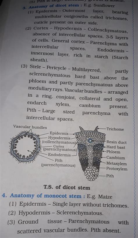 Differentiate between internal structure of Dicot and monocot stem ...