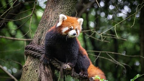 Wallpaper red panda, animal, tree, branches hd, picture, image