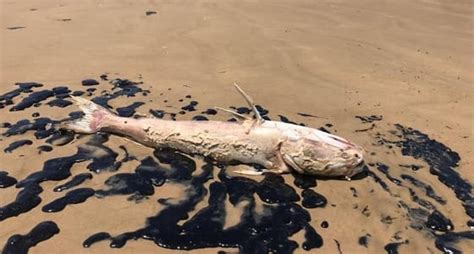 Look how oil spill affects health, environment in Brazil