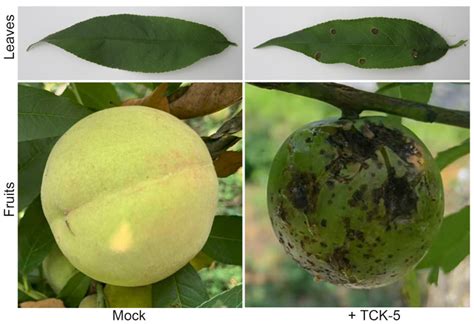 Identification, Biology, and Bactericide Control of Peach Bacterial ...