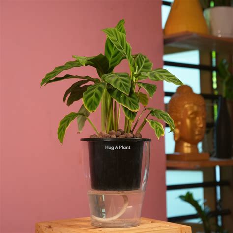 Calathea Zebrina / Zebra Plant - Live Plant (With 5 Inch Self-Watering ...