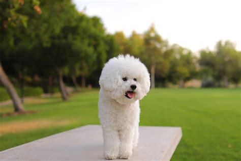 Discover Small White Fluffy Dog Types: 10 Adorable Breeds