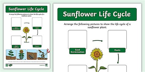 Sunflower Life Cycle Activity