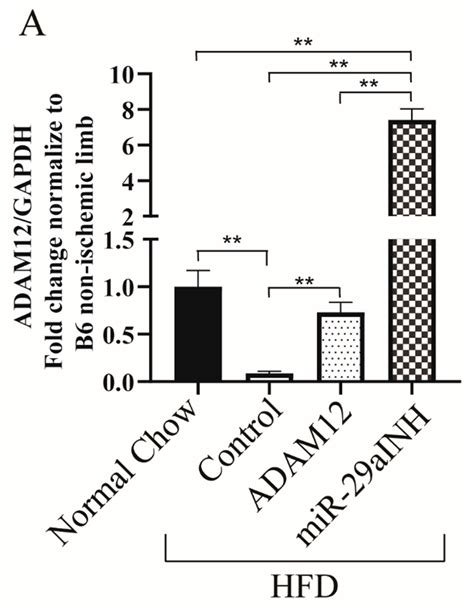 Modulation of miR-29a and ADAM12 Reduces Post-Ischemic Skeletal Muscle ...