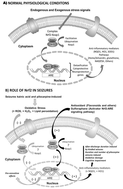 Overview of Nrf2 as Therapeutic Target in Epilepsy