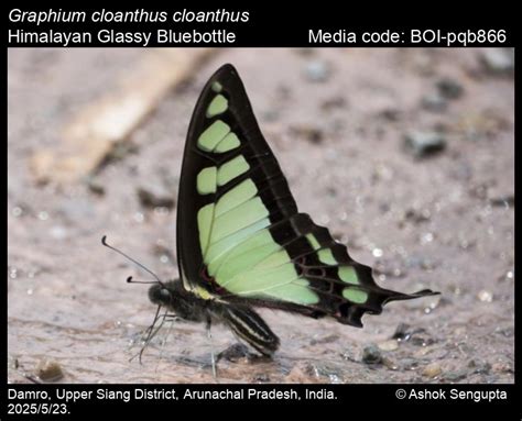 Graphium cloanthus cloanthus | Butterfly