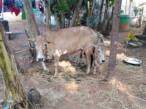 ATMA Gokulam | Sustainable Cattle Rearing & Dairy Farming for ...