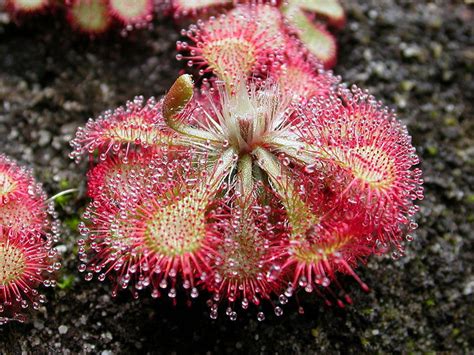 Buy 25 Drosera Sundew Carnivorous Flower Seeds Online – Seeds Ville