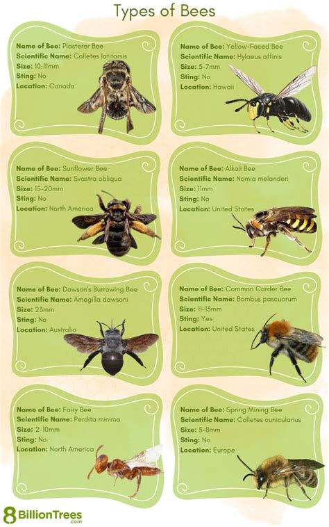 Image result for Bee Swarm Simulator Script Pastebin