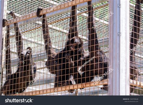 Monkeys in a cage behind bars in a zoo. #Ad , #Aff, #cage#Monkeys#zoo# ...