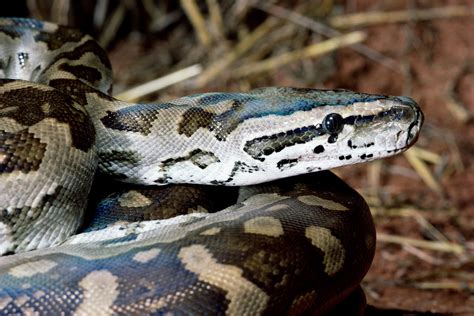 Retic Python Bite 的图像结果