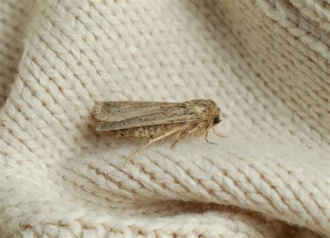 Image result for Cloth Moth Control