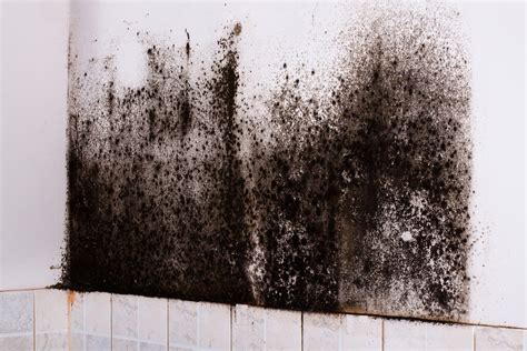 Black Mold Spores: Can They Hurt You? - Termiguard